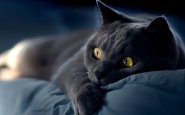Звуки мяуканья кошки