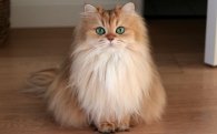 Звуки для привлечения внимания кошек