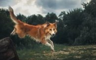 Звуки, которые пугают собак